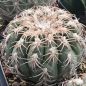 Preview: Gymnocalycium spegazzinii var. punillense JN105